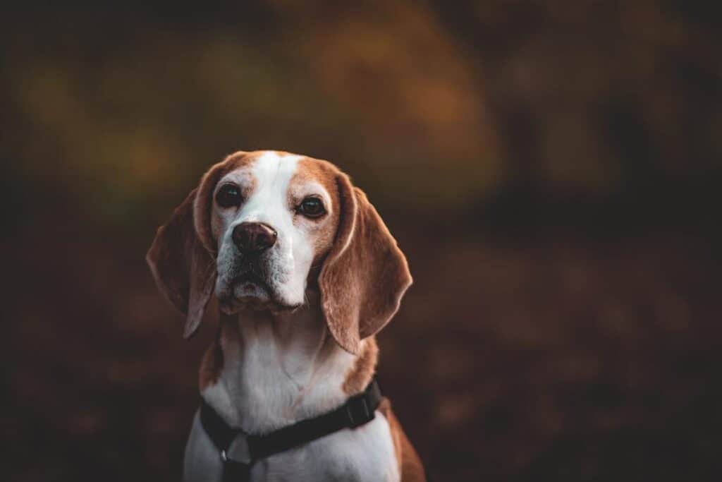 Beagle - inteligentne i przyjazne psy doskonałe dla rodzin