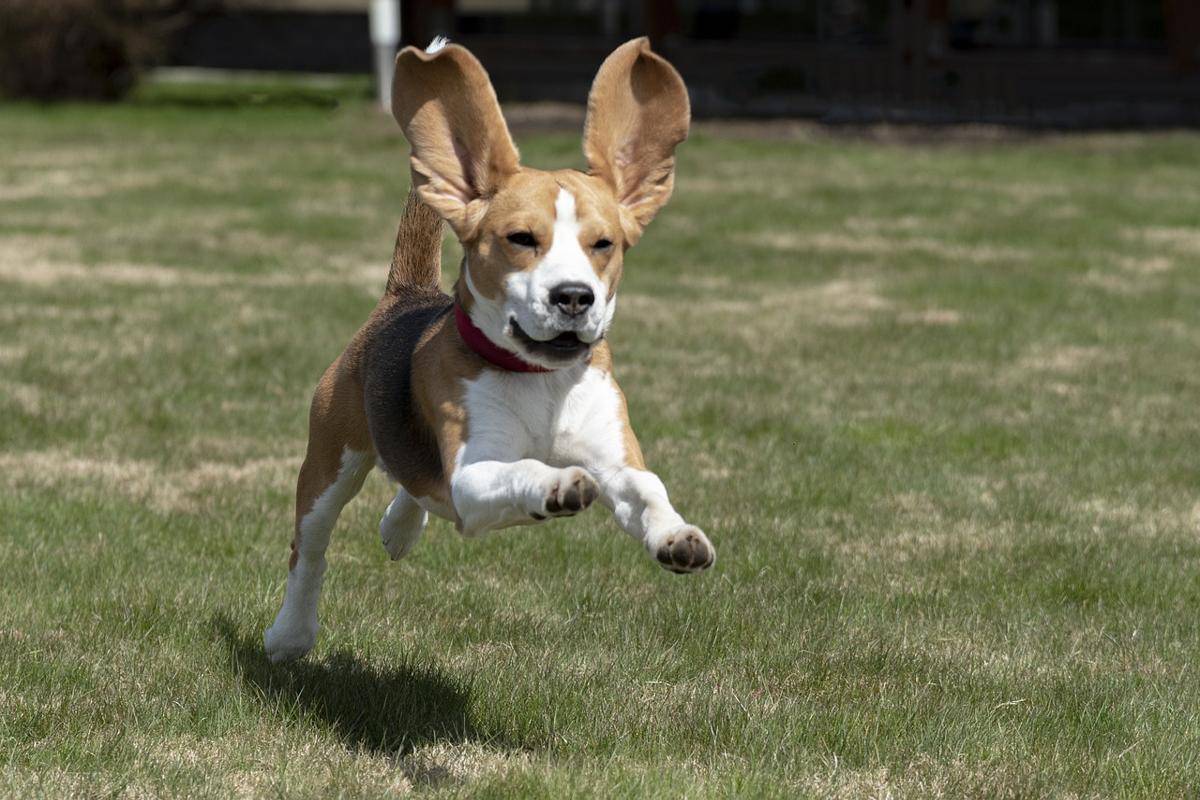 Beagle jako pies myśliwski