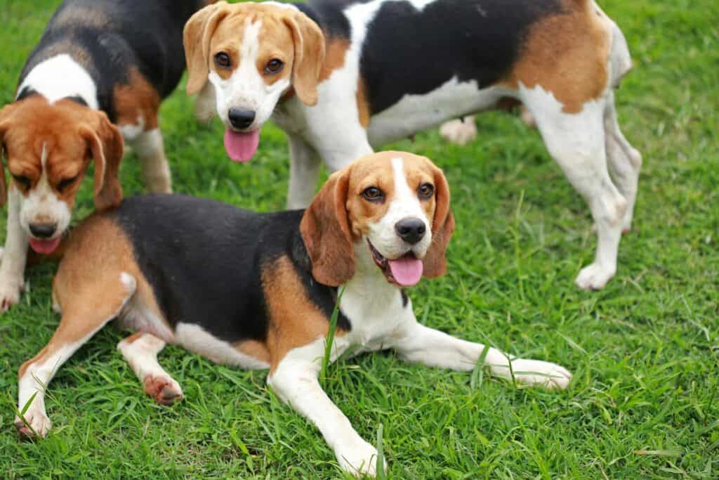psy rasy beagle